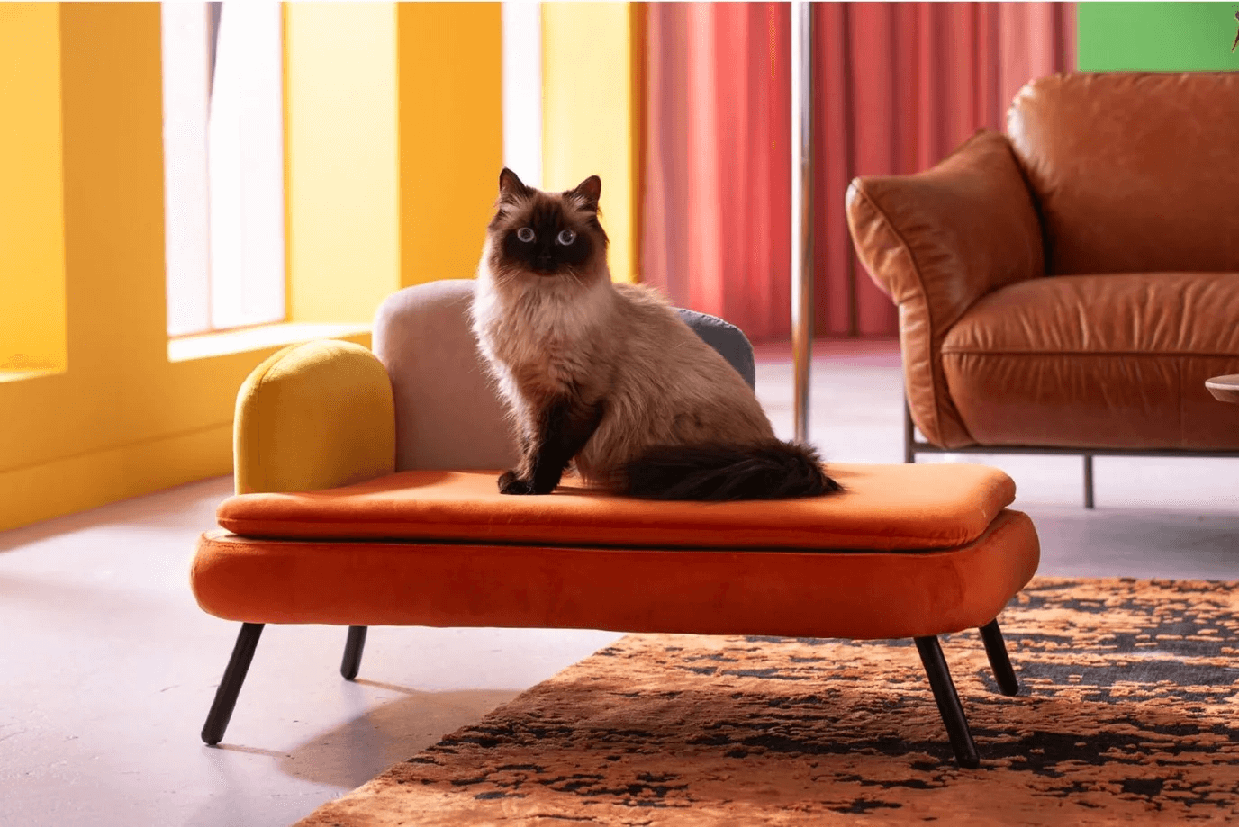 Pet Accessories - WOO .DESIGN