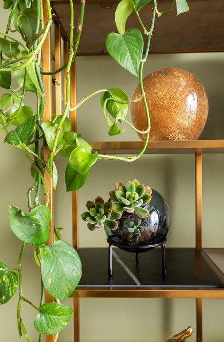 Cesaro Shelf - WOO .Design